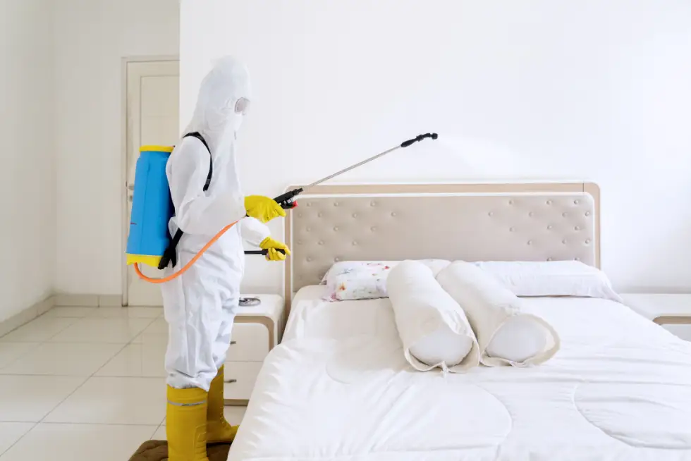 Waarom DIY-middelen vaak falen tegen bedwantsen